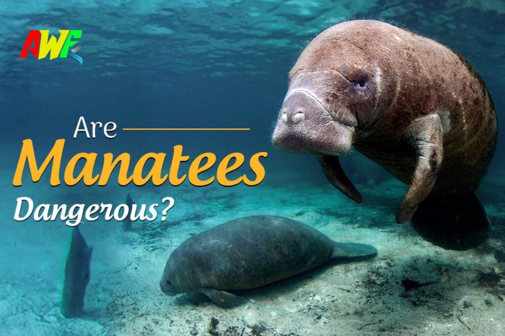 Are Manatees Dangerous? 🦭🌊 Truth About These Gentle Giants